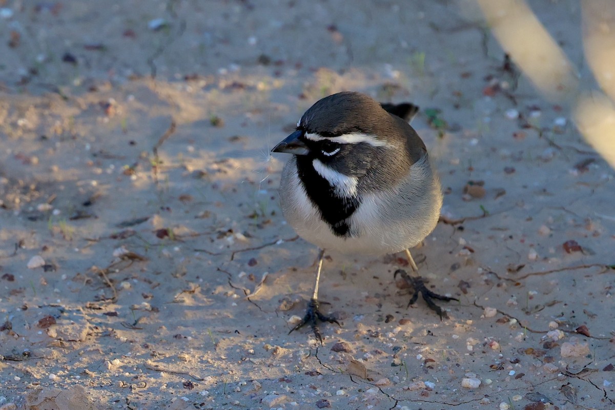 svartstrupespurv - ML646064639