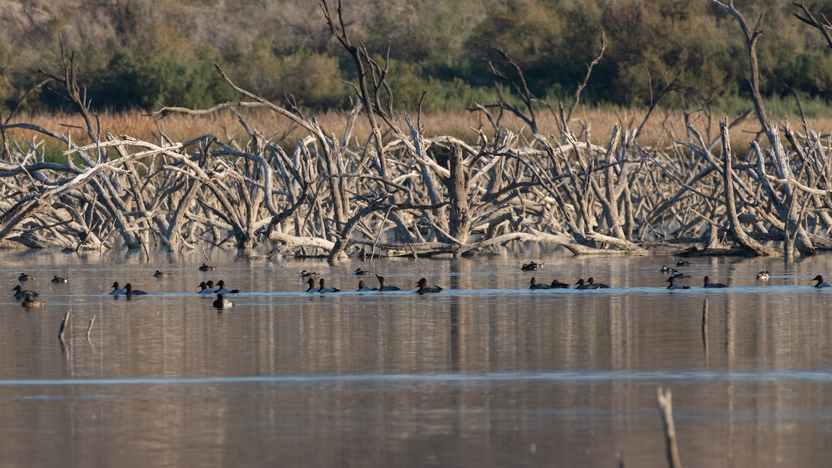 Büyük Elmabaş - ML646064640