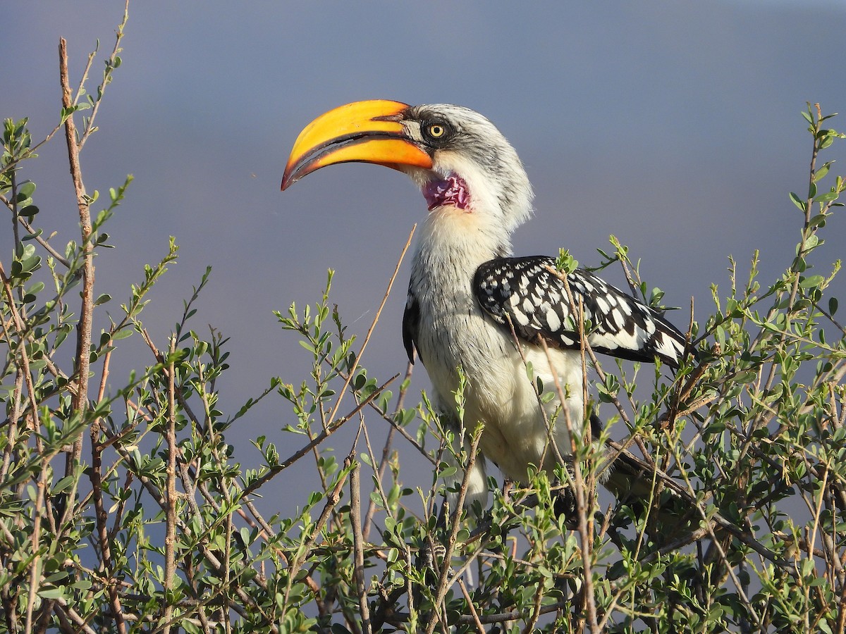 Toco Piquigualdo Norteño - ML646064641