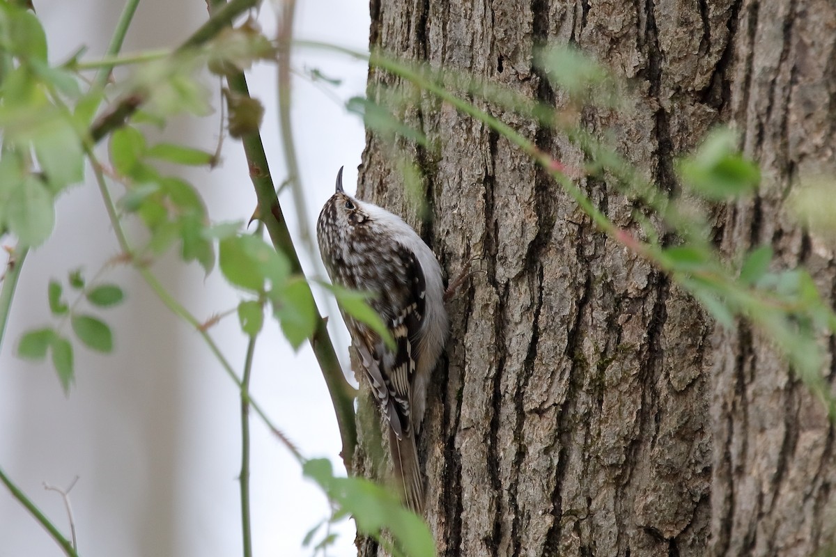 Brown Creeper - ML646064642