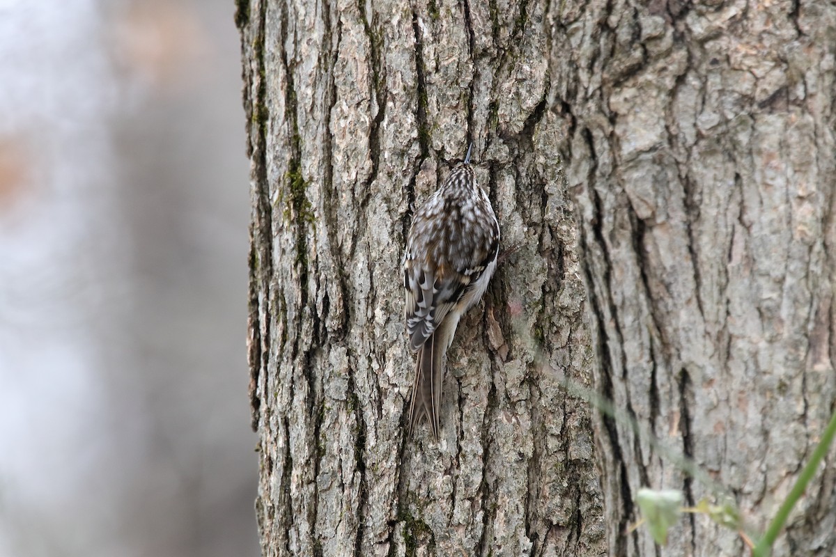 Brown Creeper - ML646064643