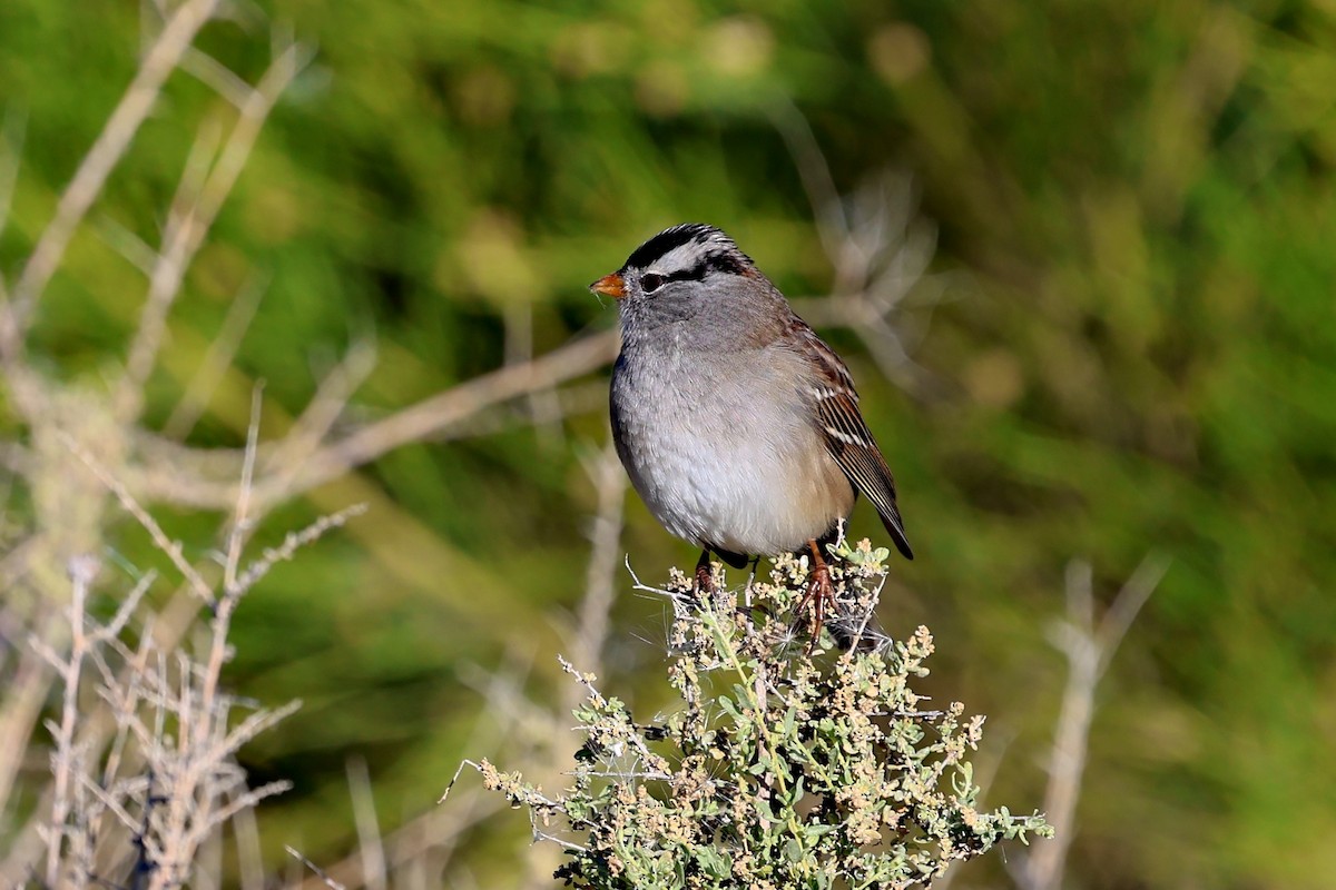White-crowned Sparrow - ML646064645