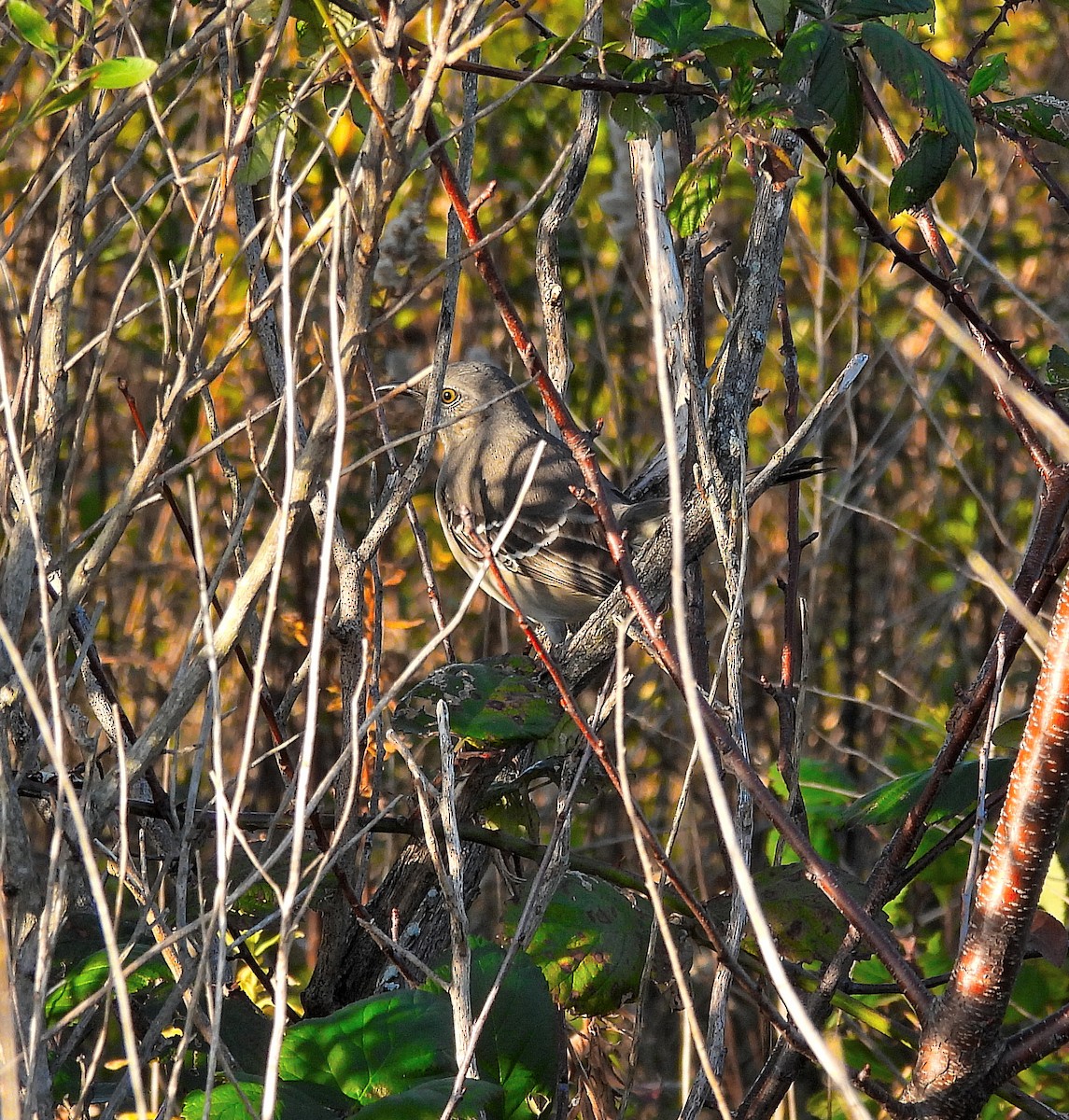 Northern Mockingbird - ML646064648