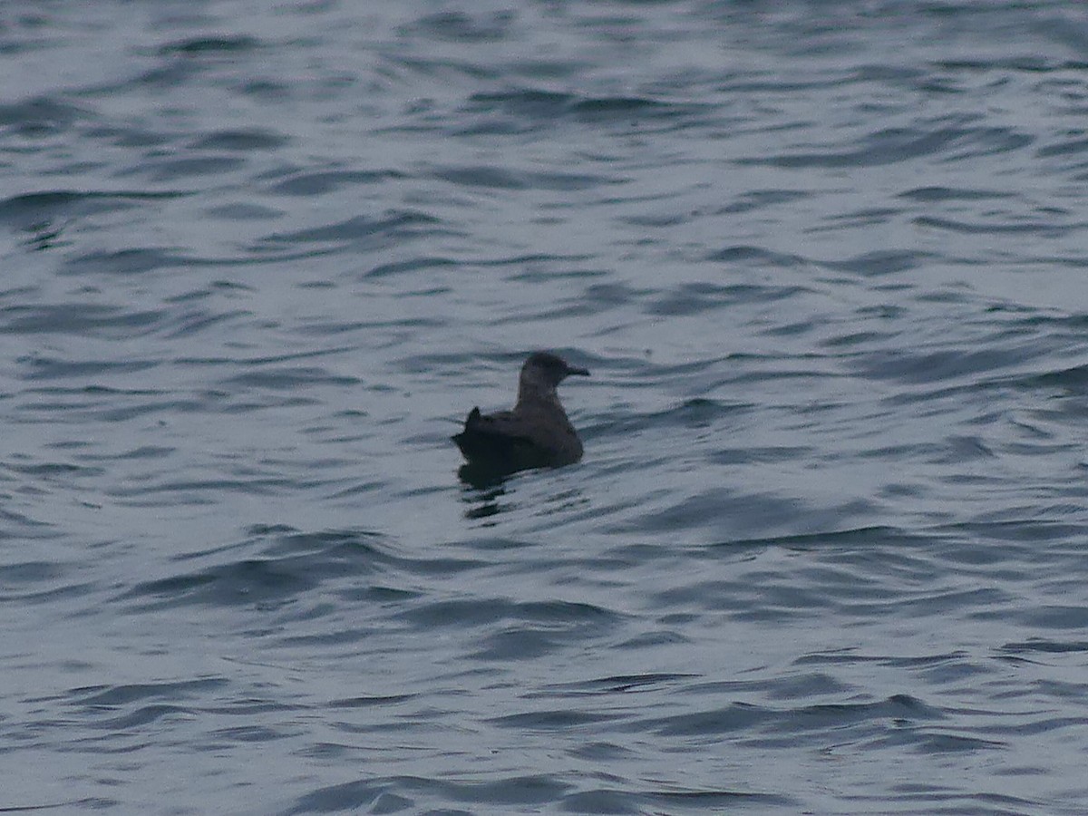 Parasitic Jaeger - ML646064650