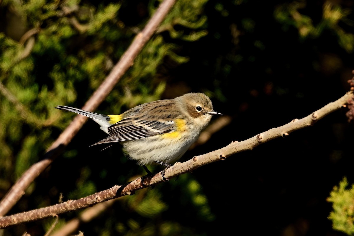 Yellow-rumped Warbler - ML646064651