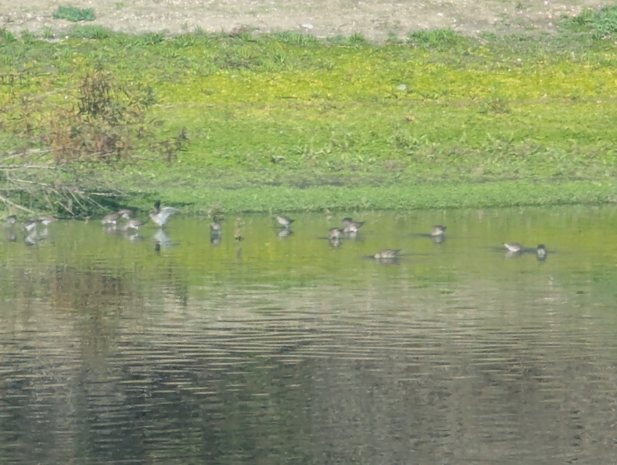 Willet - ML646064659