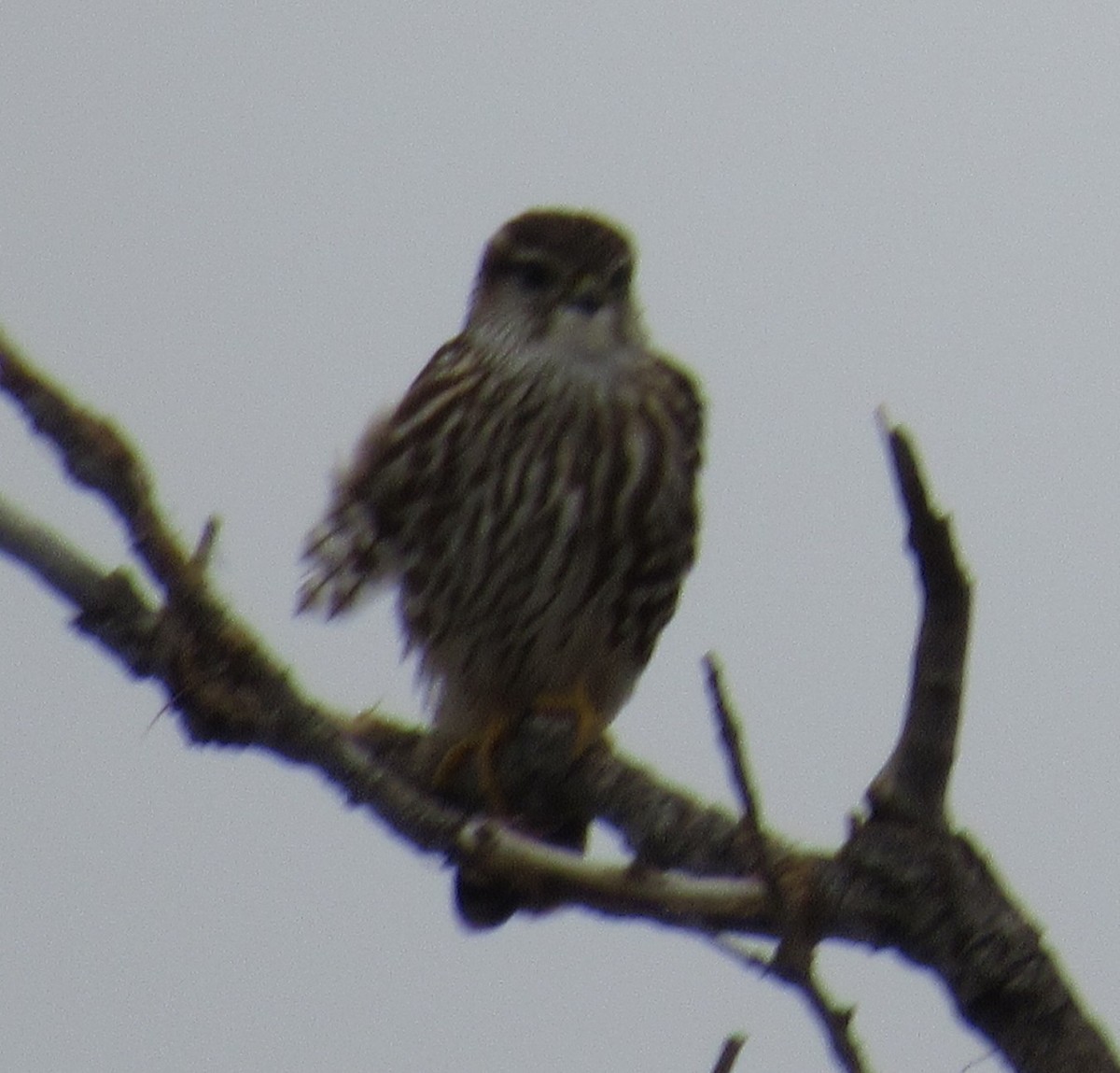 Faucon émerillon - ML646064669