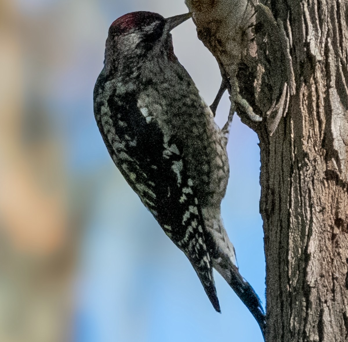 sapsucker sp. - ML646064671