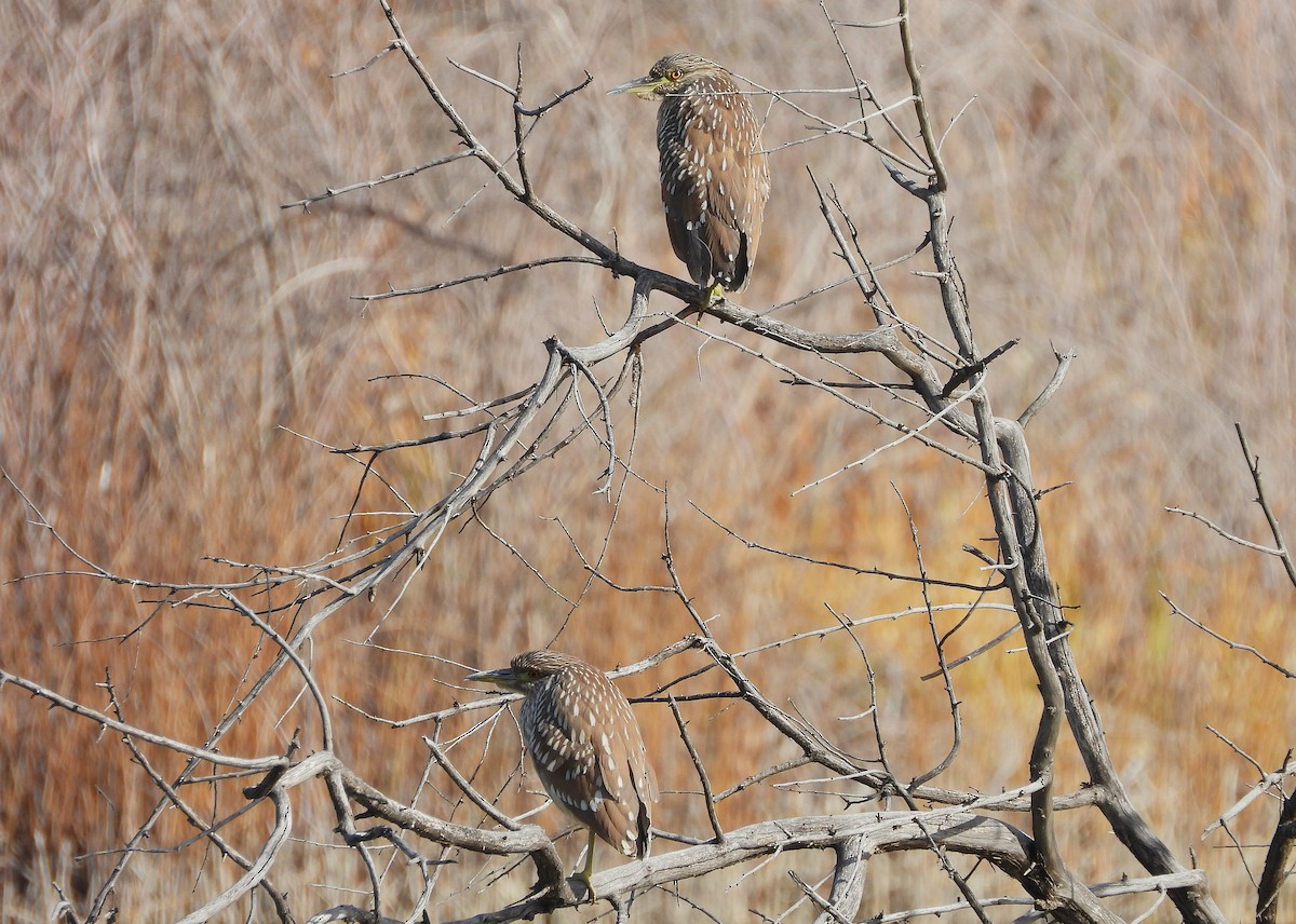 Black-crowned Night Heron - ML646064676