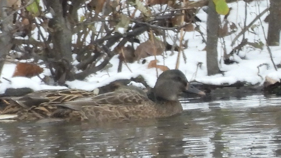 赤膀鴨x綠頭鴨(雜交) - ML646064678