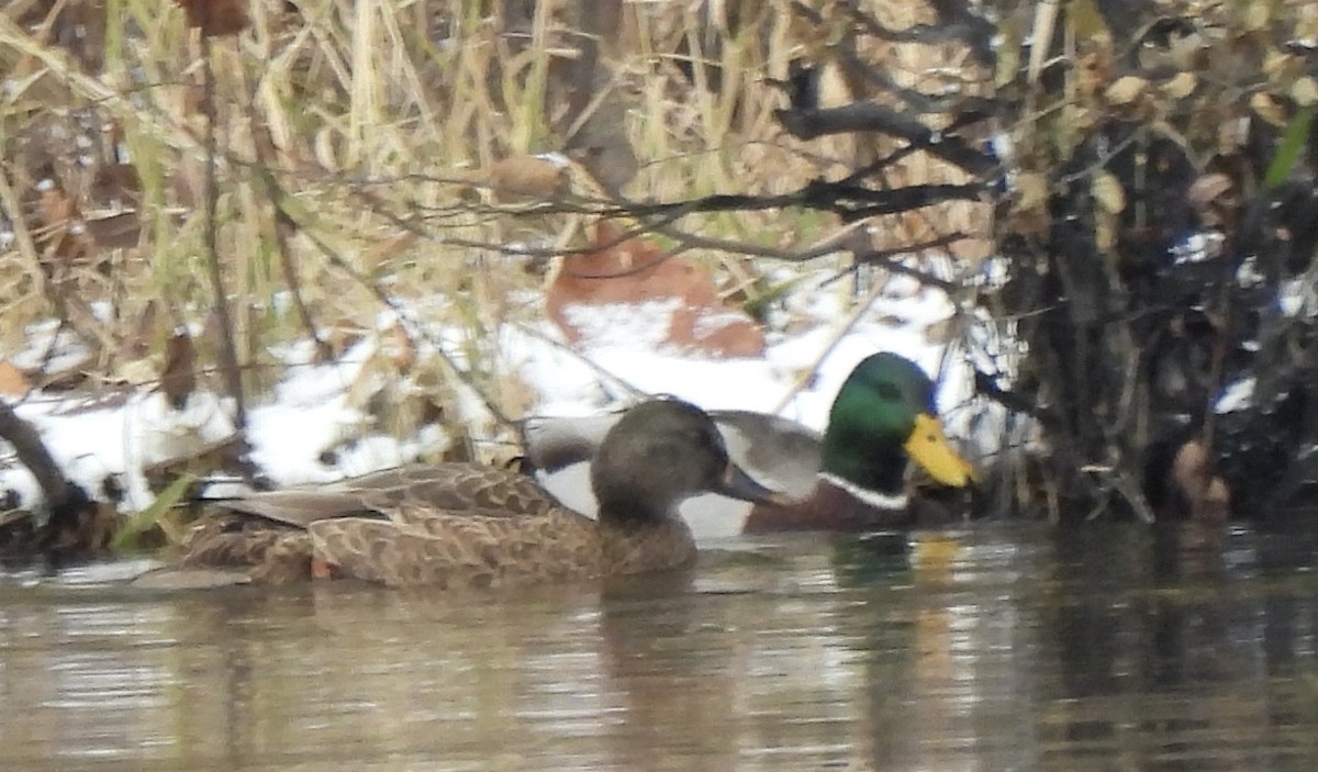 赤膀鴨x綠頭鴨(雜交) - ML646064679