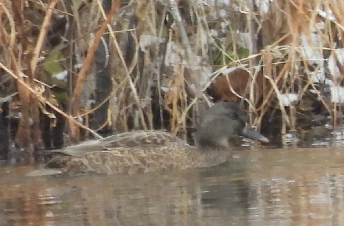 赤膀鴨x綠頭鴨(雜交) - ML646064680