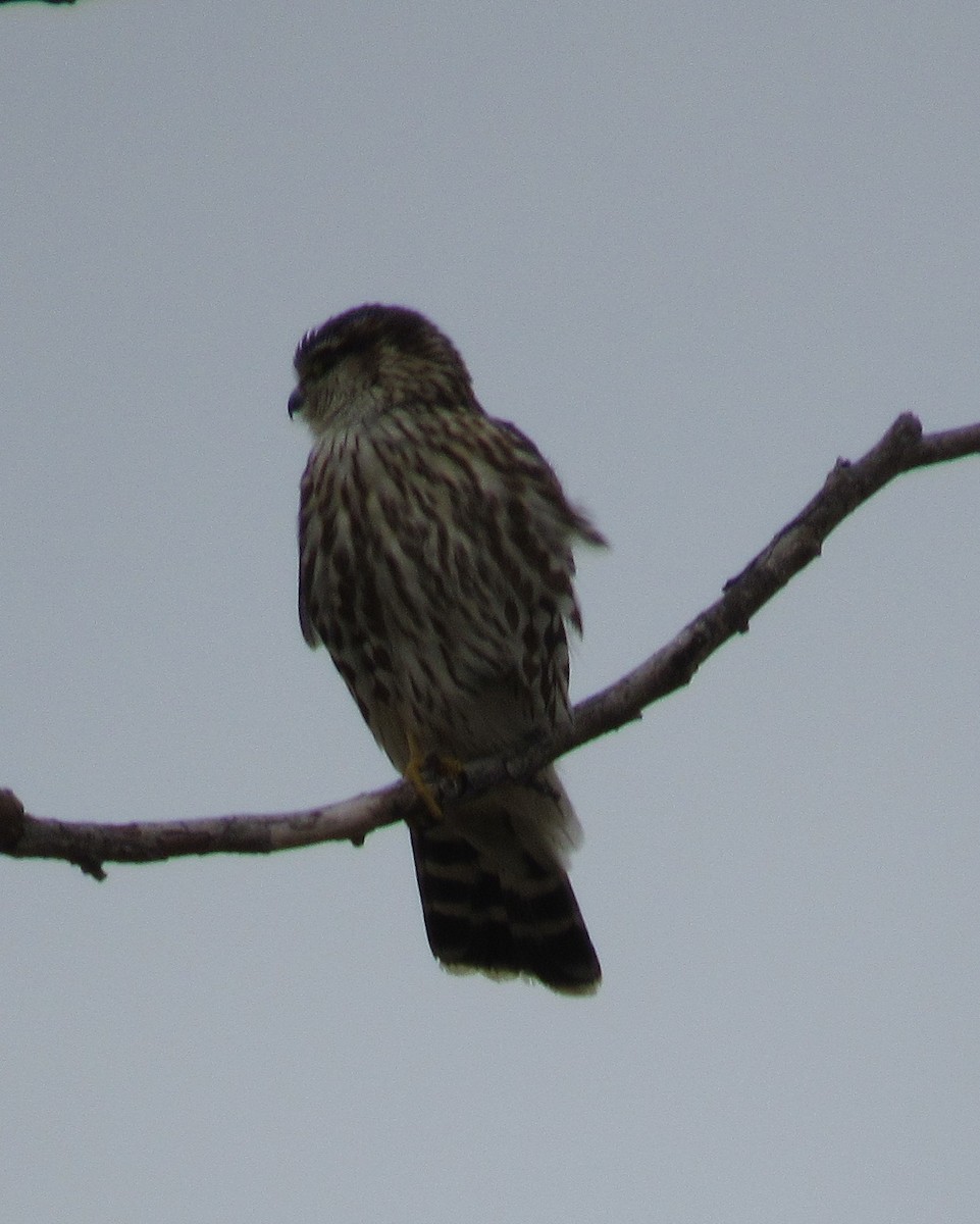 בז גמדי - ML646064681