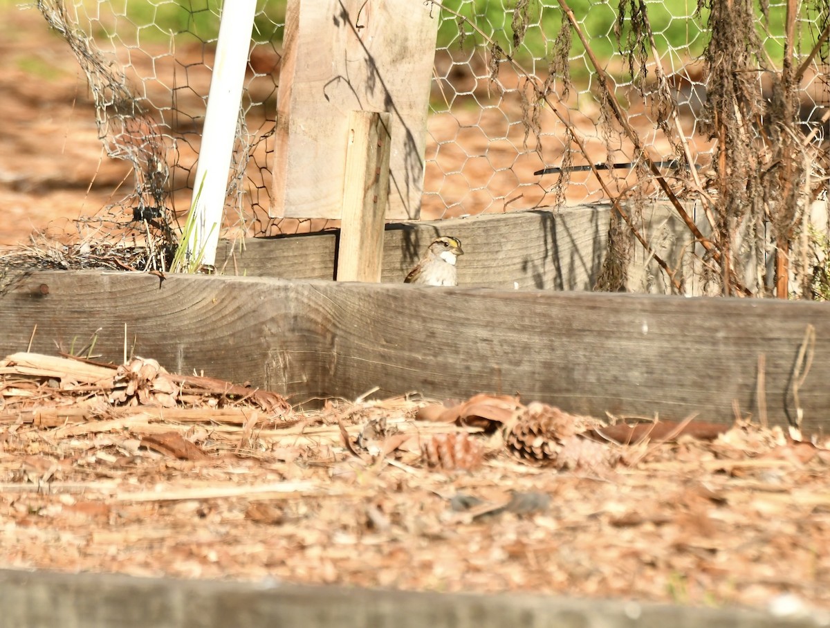 גיבתונית לבנת-גרון - ML646064682