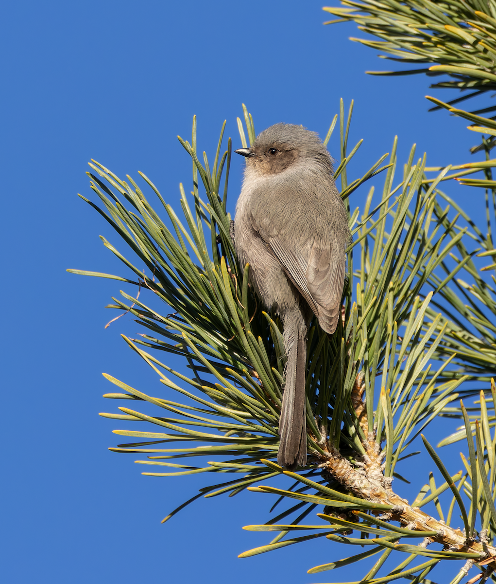 Bushtit - ML646064683