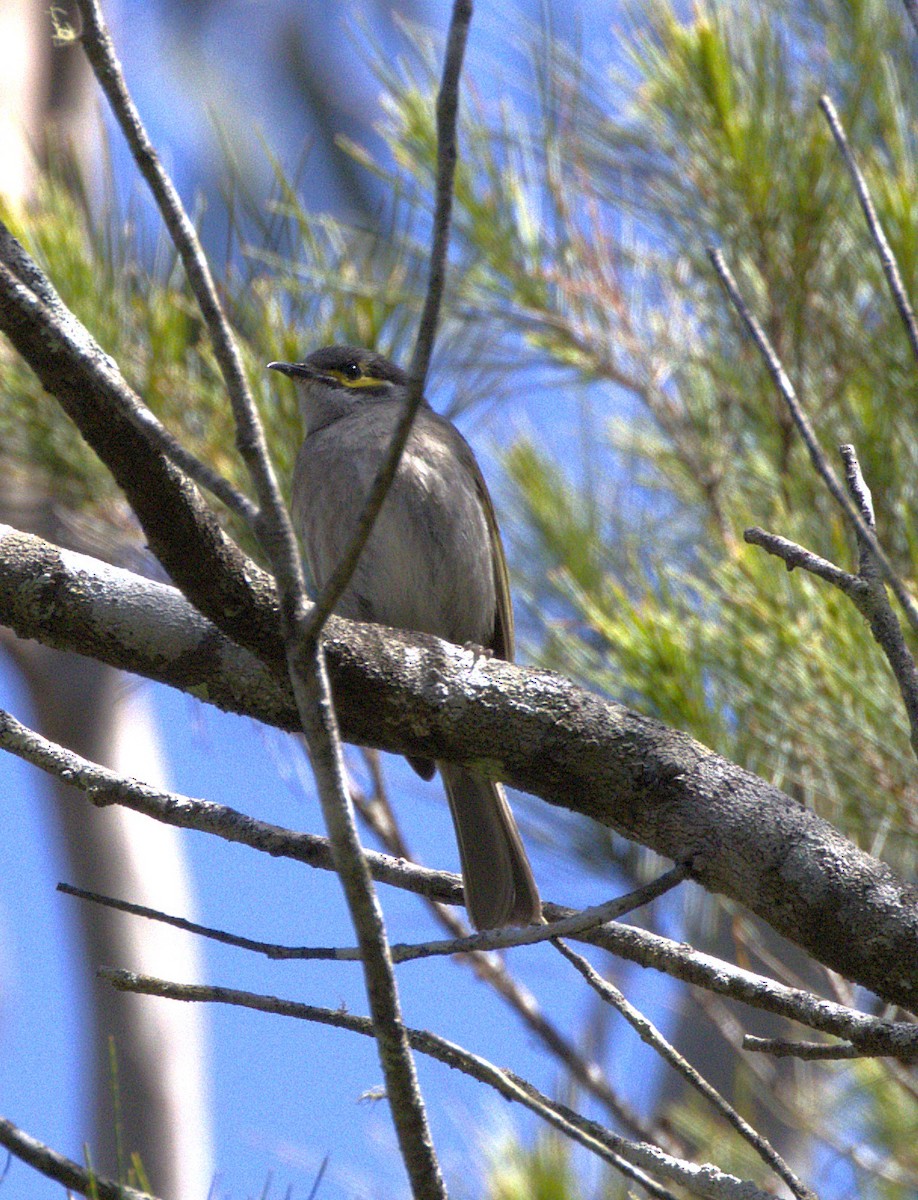 Yellow-faced Honeyeater - ML646064684
