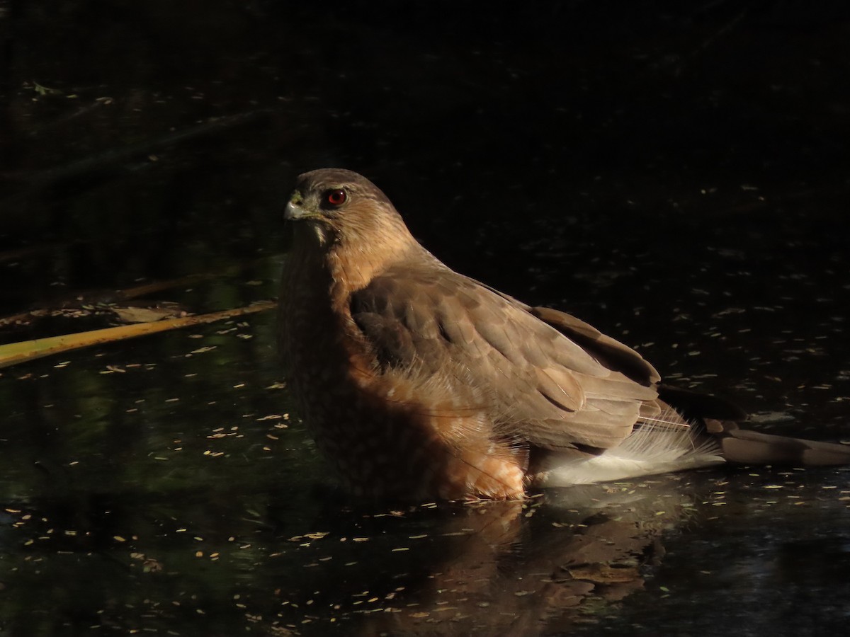 Cooper's Hawk - ML646064685