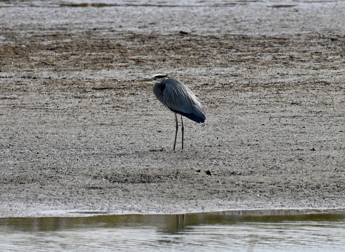 אנפה אמריקנית - ML646064686