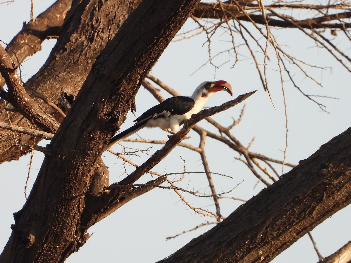 Von der Decken's Hornbill - ML646064687