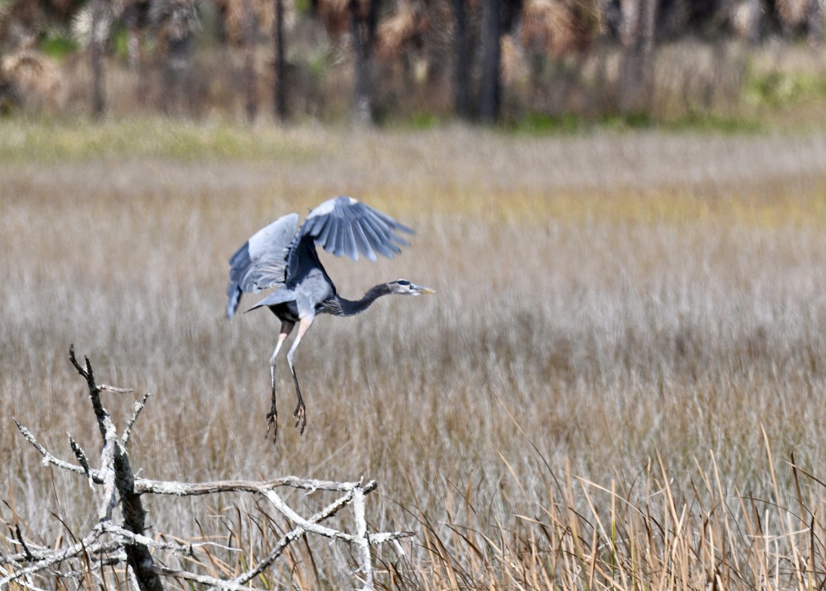 אנפה אמריקנית - ML646064688