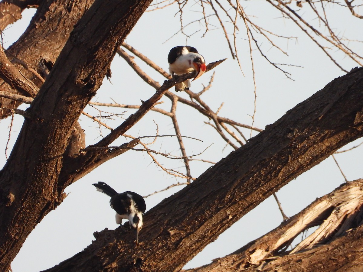 Von der Decken's Hornbill - ML646064689