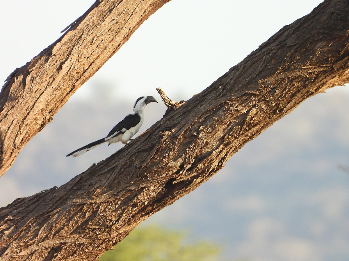 Von der Decken's Hornbill - ML646064690