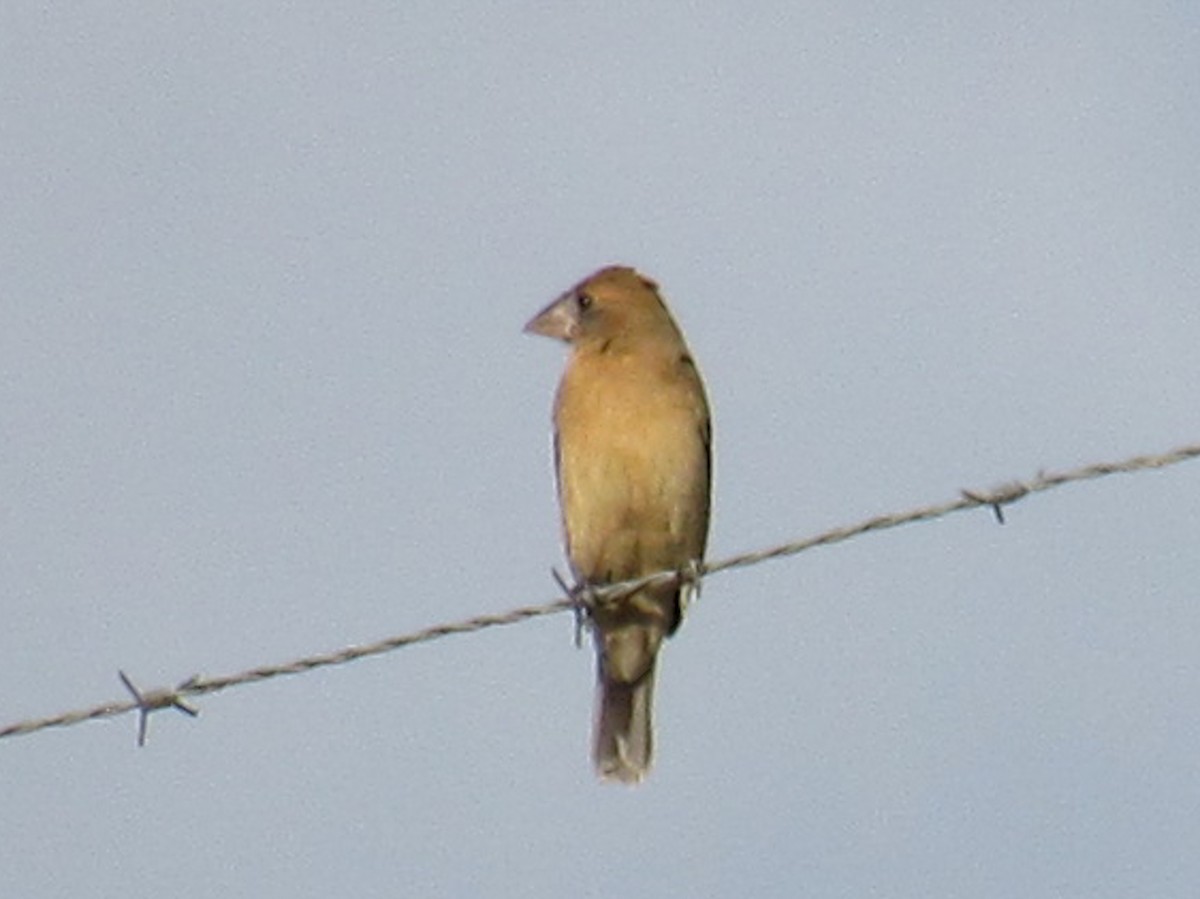 גבתאי כחול - ML646064693