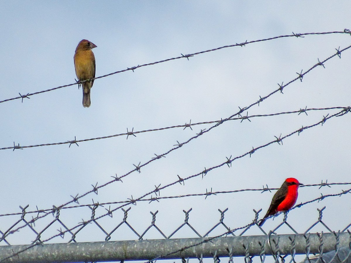 גבתאי כחול - ML646064694