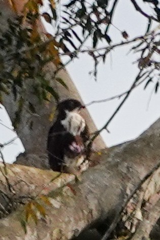 Bat Hawk - ML646064695