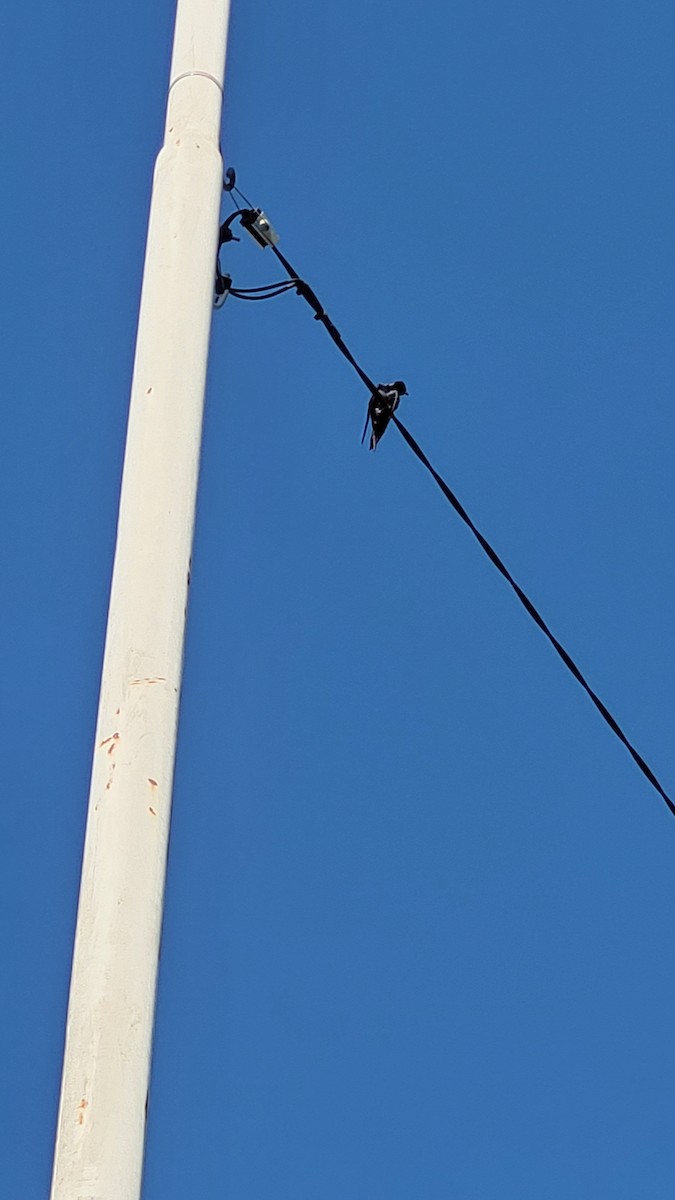 Southern Martin - ML646064696