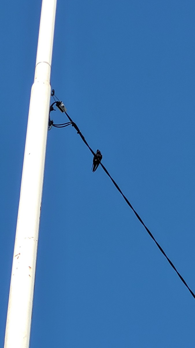 Southern Martin - ML646064698