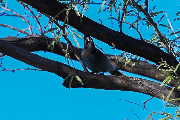 Steller's Jay - ML646064699