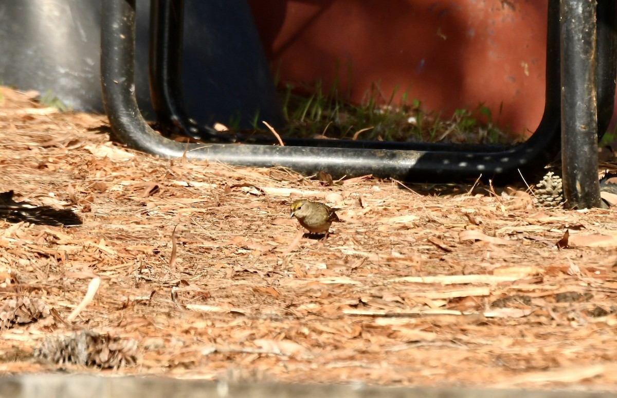 Golden-crowned Sparrow - ML646064700