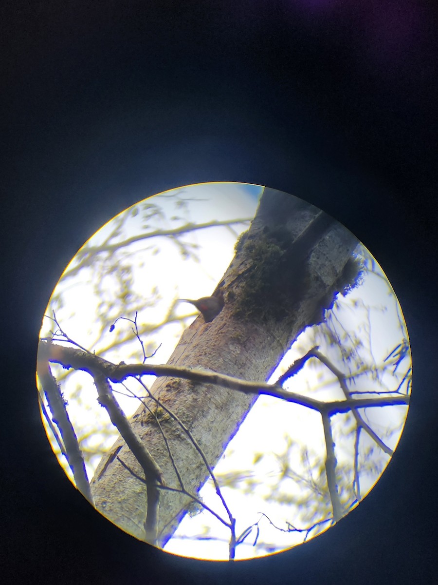 נקר צפון-אמריקני - ML646064701