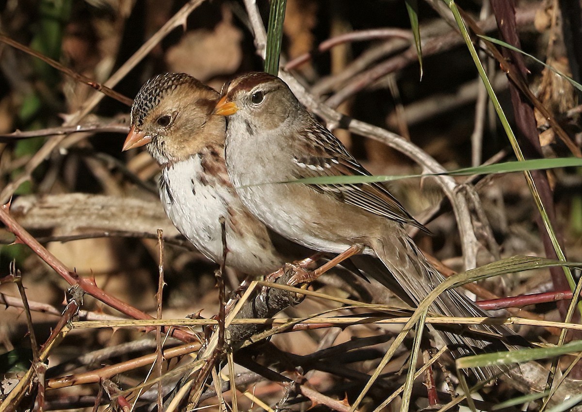 Harris's Sparrow - ML646064702