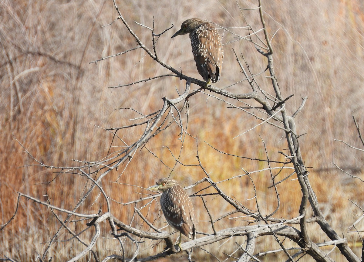 אנפת לילה - ML646064703