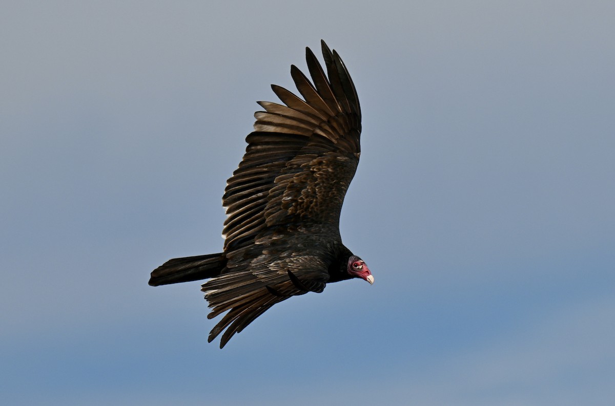 Turkey Vulture - ML646064705