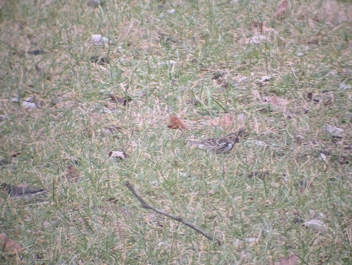 Harris's Sparrow - ML646064706