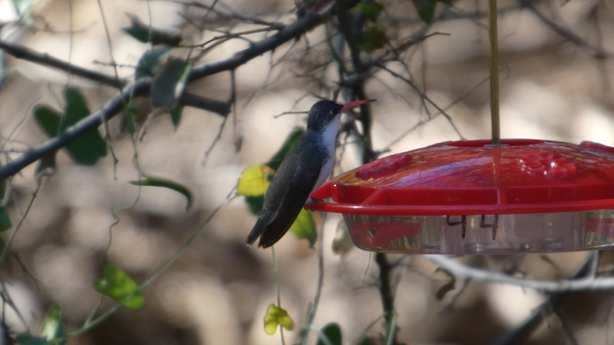 Violet-crowned Hummingbird - ML646064710
