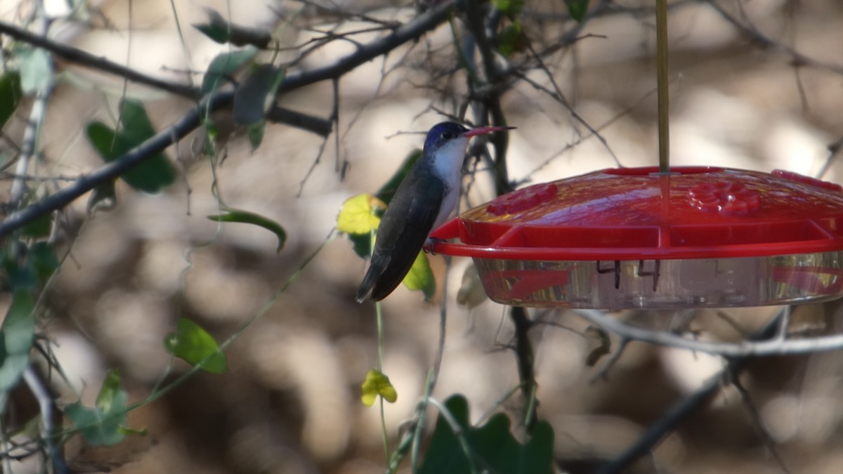 Violet-crowned Hummingbird - ML646064711