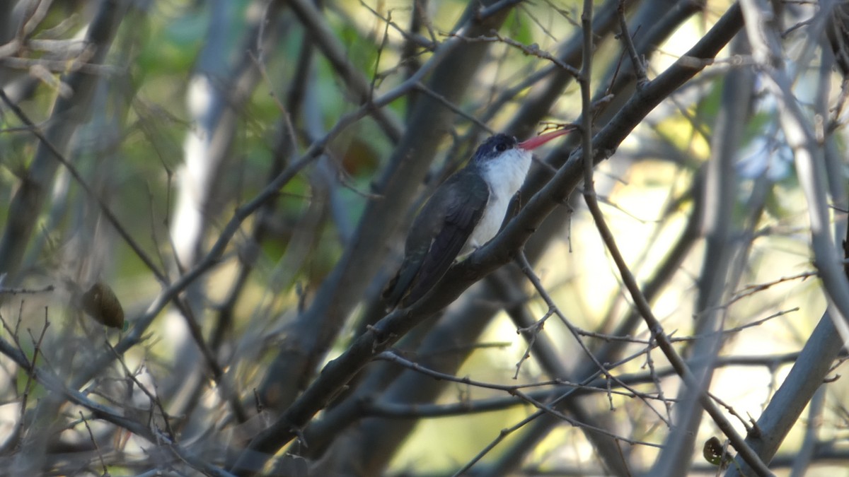 Violet-crowned Hummingbird - ML646064712