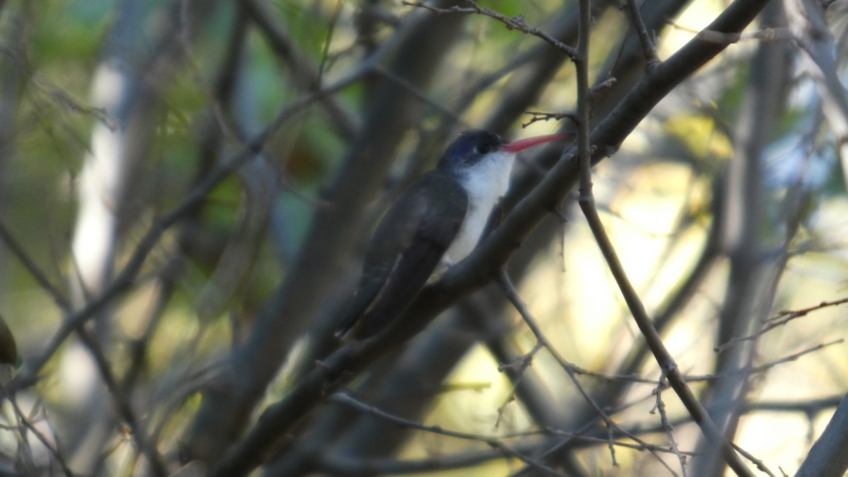 Violet-crowned Hummingbird - ML646064713