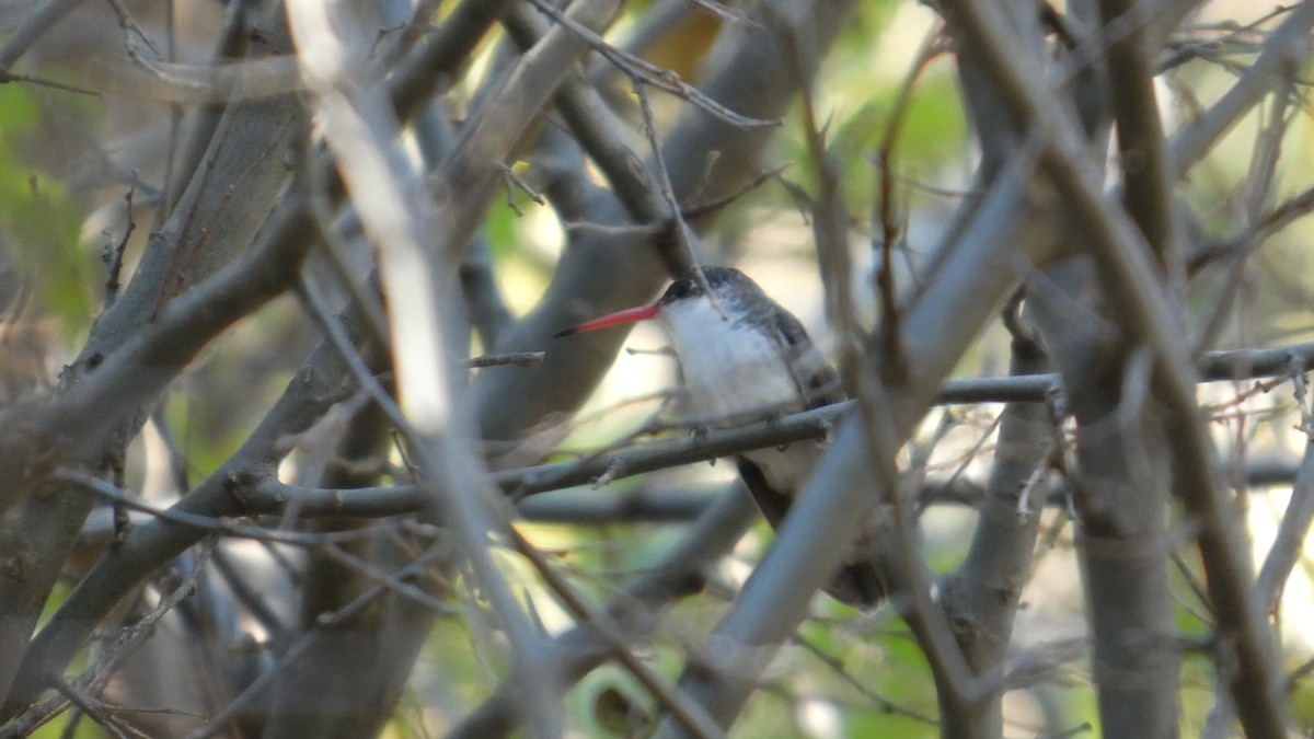 Violet-crowned Hummingbird - ML646064714
