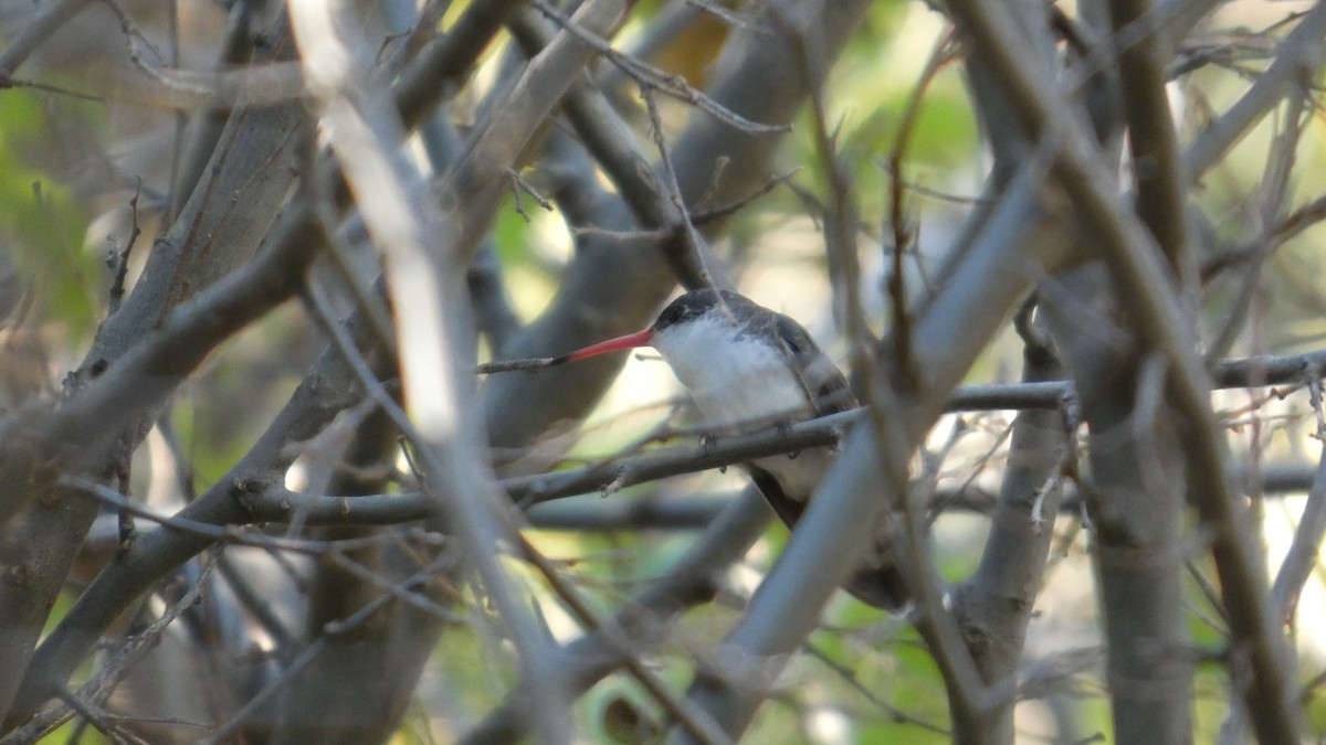 Violet-crowned Hummingbird - ML646064715