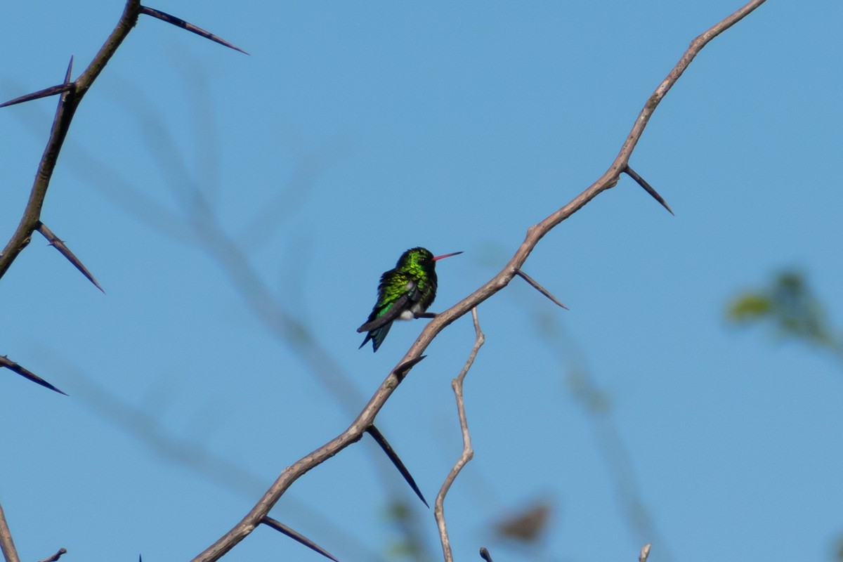 Glittering-bellied Emerald - ML646064716