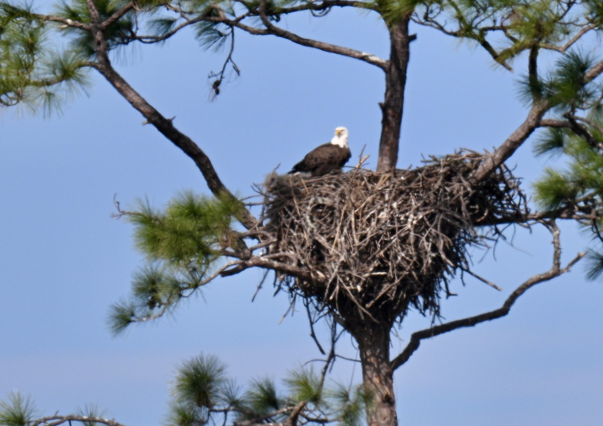 עיטם לבן-ראש - ML646064717