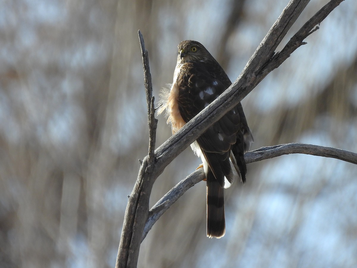 Sharp-shinned Hawk - ML646064719