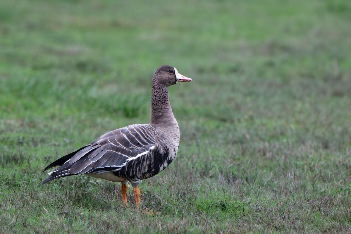 Greater White-fronted Goose - ML646064720