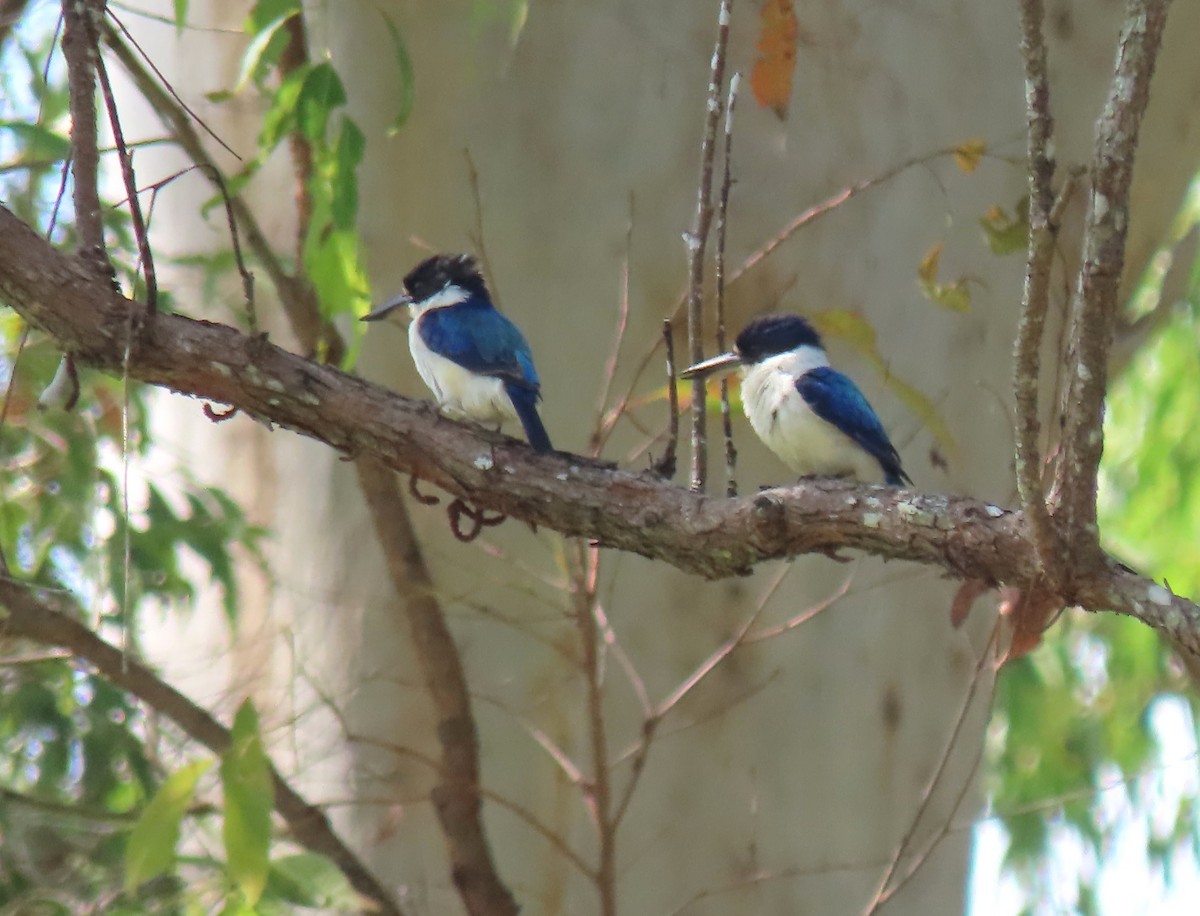 Forest Kingfisher - ML646064722
