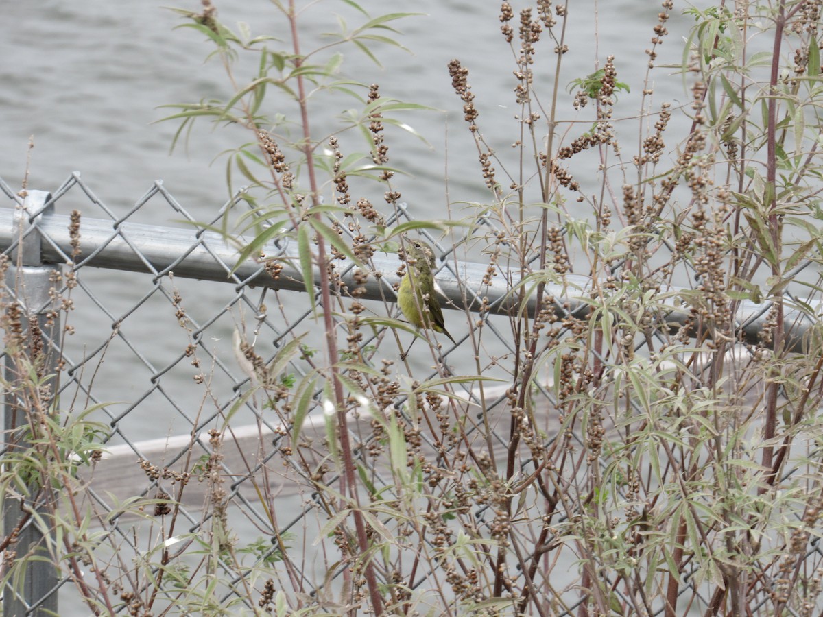 Paruline verdâtre - ML646064723